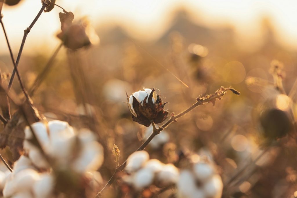 Cotton plants with open bolls in a field ready for harvest.