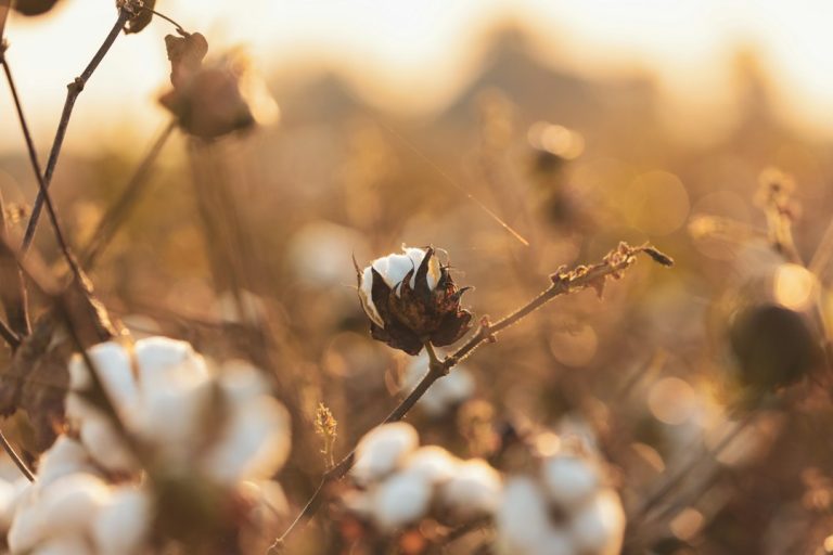 Cotton plants with open bolls in a field ready for harvest.